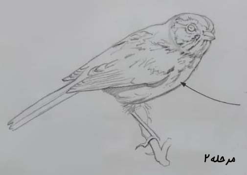 تصویر طراحی شده گنجشک بر روی شاخه / آموزش طراحی با مداد در تهران