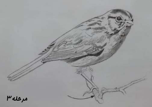 تصویر طراحی شده گنجشک همراه با پرهاش / آموزش طراحی با مداد در تهران