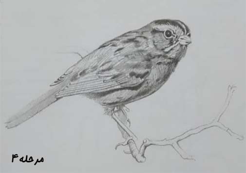 تصویر طراحی پر رنگ گنجشک / آموزش طراحی با مداد در تهران