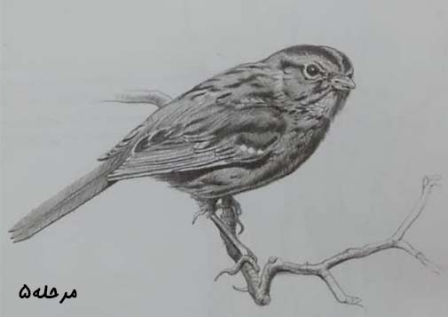 تصویر کامل طراحی شده گنجشک / آموزش طراحی با مداد در تهران