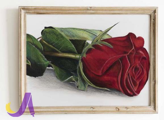 نقاشی مدادرنگی گل رز اثر پریسا پرویزی